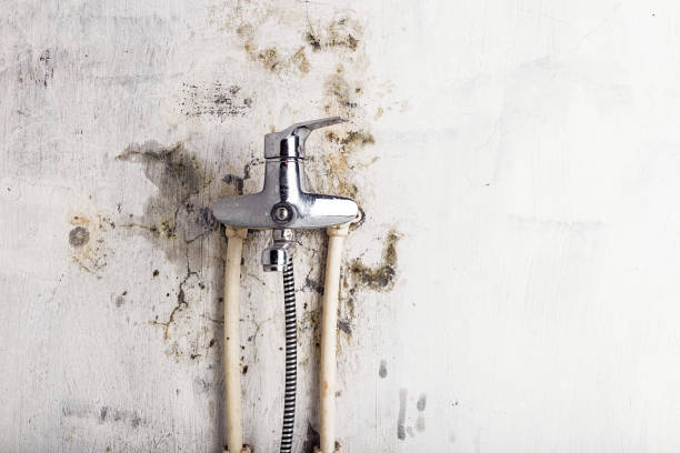 Mold Removal Process in Palo Alto, CA