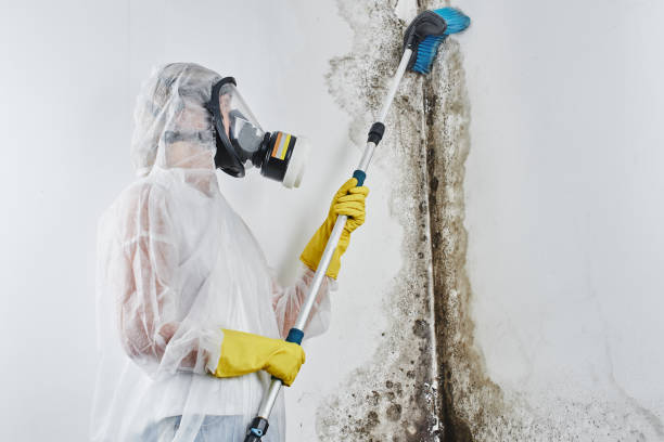 Best Black Mold Removal  in Palo Alto, CA