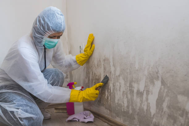 Best Mold Remediation Experts  in Palo Alto, CA