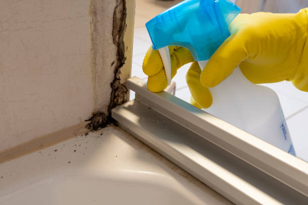 Best Commercial Mold Removal  in Palo Alto, CA