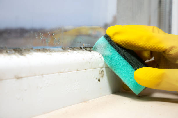 Best Mold Removal Company Near Me  in Palo Alto, CA