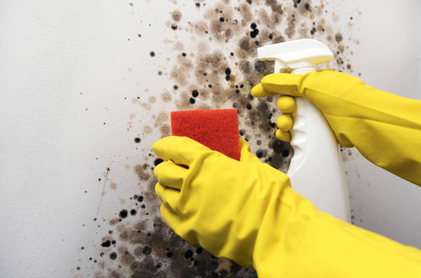 Best Office Mold Removal Services  in Palo Alto, CA
