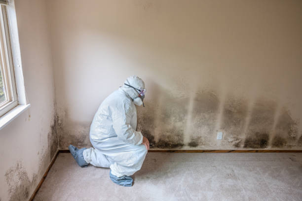 Best Mold Testing  in Palo Alto, CA