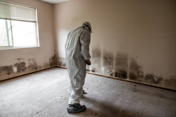 Best Mold Removal Process  in Palo Alto, CA