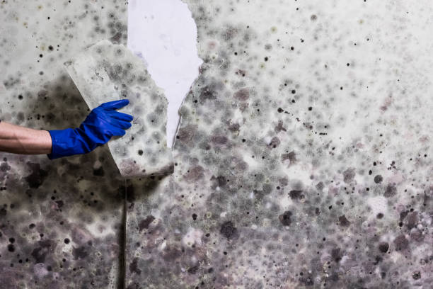 Best Mold Cleaning Services  in Palo Alto, CA