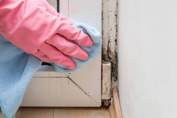 Best Fast Mold Removal  in Palo Alto, CA