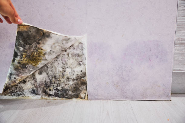 Best Home Mold Removal  in Palo Alto, CA
